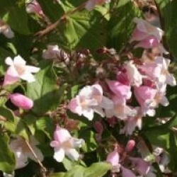 Kolkwitzia amabilis 'Pink Cloud'