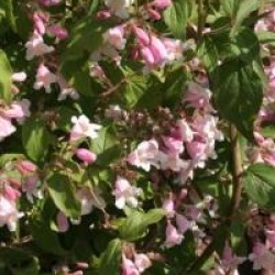 Kolkwitzia amabilis 'Pink Cloud'