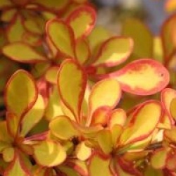 Berberis Diabolicum