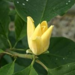 Magnolia 'Golden Joy'