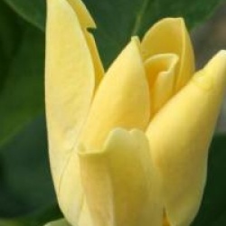 Magnolia 'Golden Joy'