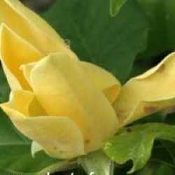 Magnolia 'Golden Joy'