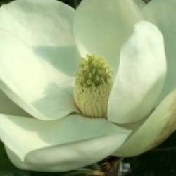 Magnolia grandiflora 'Francois Treyve' - Magnolia persistant Fran�ois Treyve