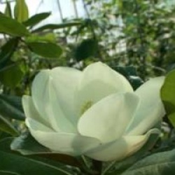 Magnolia grandiflora 'Francois Treyve'