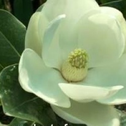 Magnolia grandiflora 'Francois Treyve'