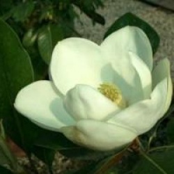 Magnolia grandiflora 'Francois Treyve'