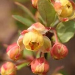 Berberis thunbergii 'Green Carpet'