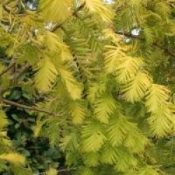 Metasequoia glyptostroboides 'Gold Rush' - M�tas�quoia dor�