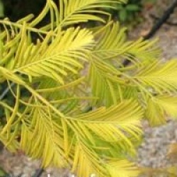 Metasequoia glyptostroboides 'Gold Rush'
