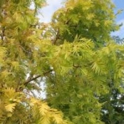Metasequoia glyptostroboides 'Gold Rush'