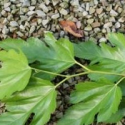 Morus bombycis  - M�rier kagayamae