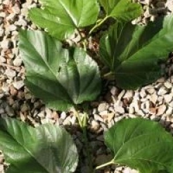 Morus bombycis 'Fruitless'