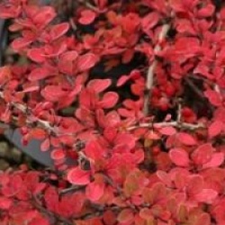 Berberis thunbergii 'Green Carpet'