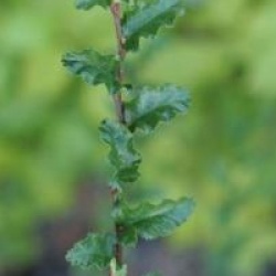 Nothofagus antartica