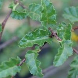 Nothofagus antartica 'Benmore'