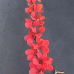 Berberis thunbergii 'Green Carpet'