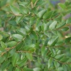 Nothofagus dombeyi 