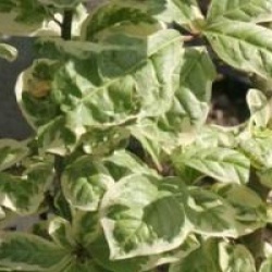 Orixa japonica 'Variegata'