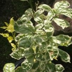 Orixa japonica 'Variegata'