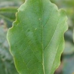 Parrotia persica 'Vanessa'