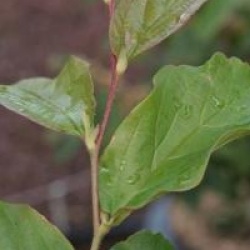 Parrotia persica 'Vanessa'