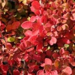 Berberis thunbergii 'Green Carpet'