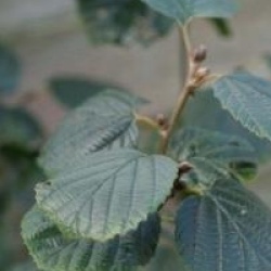 Parrotiopsis jacquemontiana