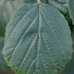 Parrotiopsis jacquemontiana