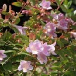 Abelia longituba 