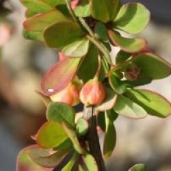 Berberis thunbergii 'Green Carpet'