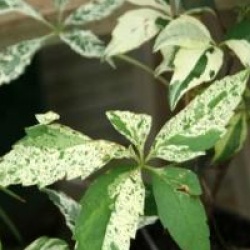 Parthenocissus quinquefolia 'Star Showers'