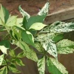 Parthenocissus quinquefolia 'Star Showers'