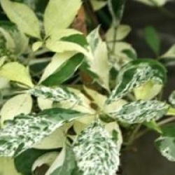 Parthenocissus quinquefolia 'Star Showers'