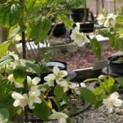 Philadelphus coronarius