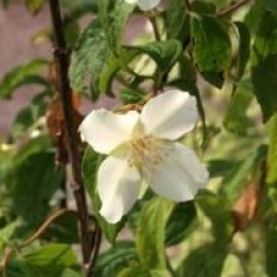 Philadelphus coronarius