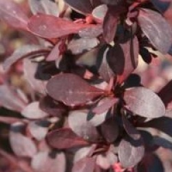 Berberis thunbergii f. atropurpurea 'Helmond Pillar'