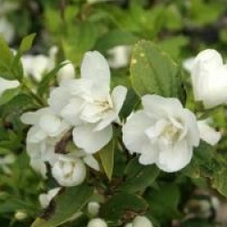 Philadelphus 'Silberregen'