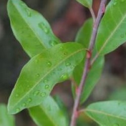 Photinia davidiana var. undulata 'Prostata'