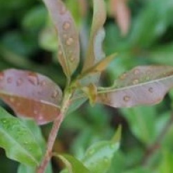 Photinia davidiana var. undulata 'Prostata'