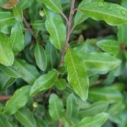 Photinia davidiana var. undulata 'Prostata'