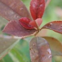Photinia de Chine