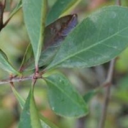 Photinia serratifolia