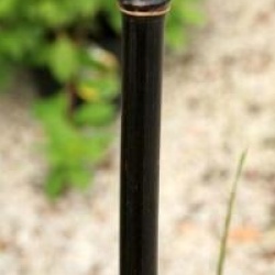 Phyllostachys nigra