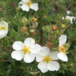 Potentilla fruticosa 'Abbotswood'