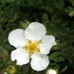 Potentilla fruticosa 'Abbotswood'