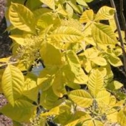 Ptelea trifoliata 'Aurea'