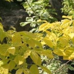 Ptelea trifoliata 'Aurea'