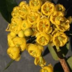 Berberis valdiviana