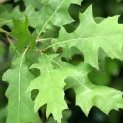 Quercus schumardii - Ch�ne schumardii