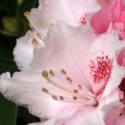 Rhododendron 'Albert Schweitzer'